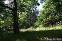 VBS_4779 - Il bosco fatato - Montaldo Roero